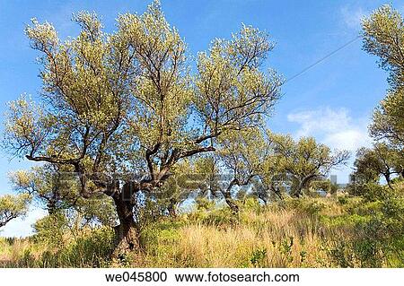 Olive grove in Andalusia, Southern Spain View Large Photo Image Stock Image - Olive grove in Andalusia, Southern Spain. Fotosearch