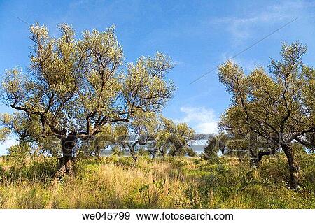 Olive grove in Andalusia, Southern Spain View Large Photo Image Stock Photo - Olive grove in Andalusia, Southern Spain. Fotosearch