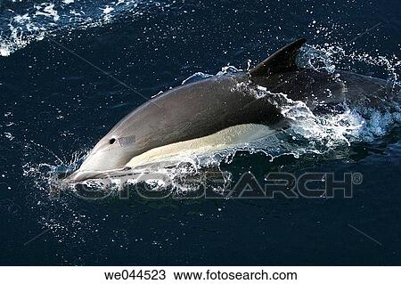 ong-beaked Common Dolphin (Delphinus capensis) surfacing in the Gulf of California (Sea of Cortez), Mexico View Large Photo Image Stock Image - ong-beaked Common Dolphin (Delphinus capensis) surfacing in the Gulf of California (Sea of Cortez), Mexico. Fotosearch
