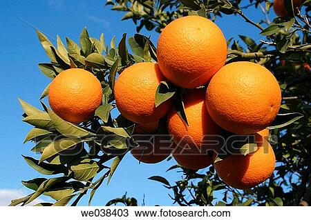 Oranges. Valencia. Spain. View Large Photo Image Stock Image - Oranges. Valencia. Spain.. Fotosearch