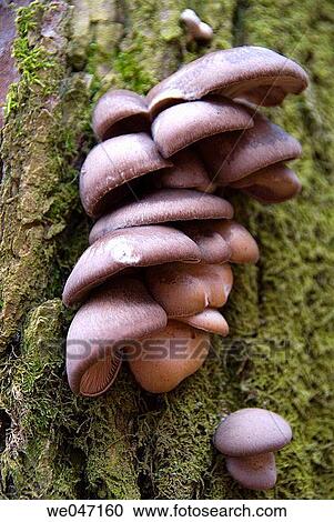 Oyster Mushroom Pleurotus ostreatus on tree. Jutland, Denmark, Scandinavia. Very popular and good eating mushroom. View Large Photo Image Stock Image - Oyster Mushroom Pleurotus ostreatus on tree. Jutland, Denmark, Scandinavia. Very popular and good eating mushroom.. Fotosearch