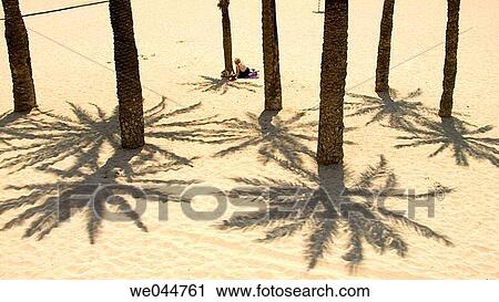 Palm trees and Sand in Poniente Beach, Benidorm. Alicante province. Spain View Large Photo Image Stock Image - Palm trees and Sand in Poniente Beach, Benidorm. Alicante province. Spain. Fotosearch