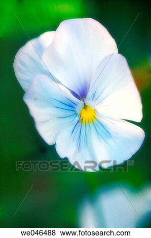 Pansy Flower. Viola x wittrockiana. View Large Photo Image Stock Photo - Pansy Flower. Viola x wittrockiana.. Fotosearch