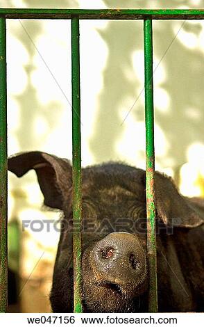 Stock Photograph - Pata Negra pig. Sierra de Sevilla. Spain.. Fotosearch