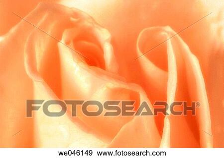 Peach Rose Close-up. Rosa hybrid, February 2005, Maryland, USA View Large Photo Image Stock Photo - Peach Rose Close-up. Rosa hybrid, February 2005, Maryland, USA. Fotosearch