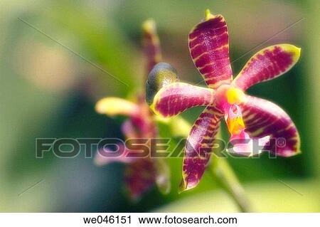 Phalaenopsis manii orchid. February 2005, Maryland, USA View Large Photo Image Stock Image - Phalaenopsis manii orchid. February 2005, Maryland, USA. Fotosearch