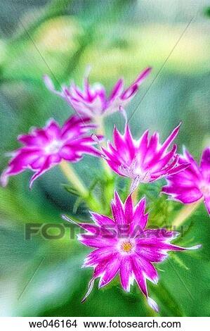Phlox drummondii. Maryland, USA View Large Photo Image Picture - Phlox drummondii. Maryland, USA. Fotosearch