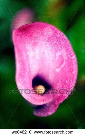 Stock Image - Pink Calla Lily. Zantedeschia. June 2006, Maryland, USA. Fotosearch