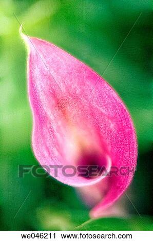 Pink Calla Lily. Zantedeschia. June 2006, Maryland, USA View Large Photo Image Stock Image - Pink Calla Lily. Zantedeschia. June 2006, Maryland, USA. Fotosearch