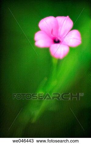 Pink German Catchfly. Viscaria oculata. June 2006, Maryland, USA View Large Photo Image Stock Image - Pink German Catchfly. Viscaria oculata. June 2006, Maryland, USA. Fotosearch