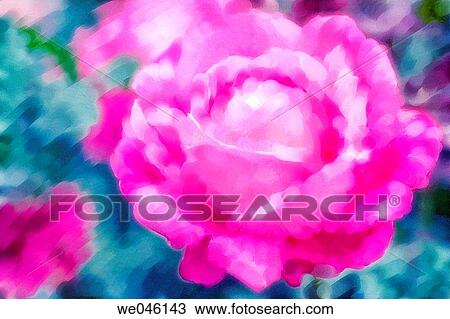 Pink Painterly Rose Abstract. May 2004, Maryland, USA View Large Photo Image Stock Image - Pink Painterly Rose Abstract. May 2004, Maryland, USA. Fotosearch
