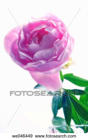 Pink Peony Bouquet. (Paeonia lactiflora). May 2006, Maryland, USA View Large Photo Image Stock Photo - Pink Peony Bouquet. (Paeonia lactiflora). May 2006, Maryland, USA. Fotosearch
