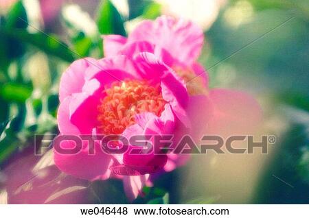 Stock Photo - Pink Peony. (Paeonia lactiflora). May 2006, Maryland, USA. Fotosearch