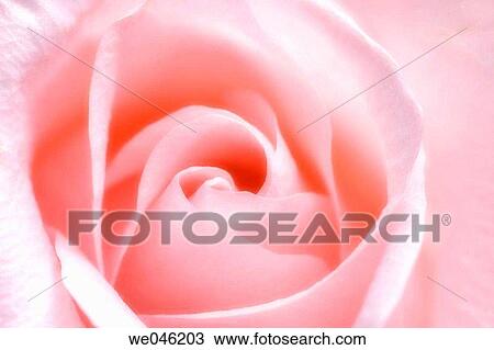 Pink Rose Close-up. Rosa hybrid, February 2005, Maryland, USA View Large Photo Image Stock Image - Pink Rose Close-up. Rosa hybrid, February 2005, Maryland, USA. Fotosearch