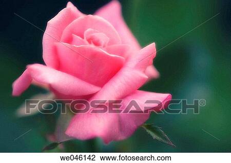Pink Rose Flower. May 2004, Maryland, USA View Large Photo Image Stock Image - Pink Rose Flower. May 2004, Maryland, USA. Fotosearch