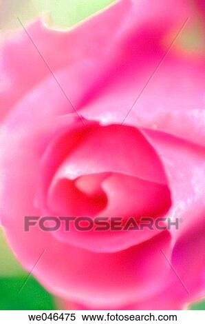 Pink Rose. Rosa hybrid, May 2006. Maryland, USA View Large Photo Image Stock Photography - Pink Rose. Rosa hybrid, May 2006. Maryland, USA. Fotosearch