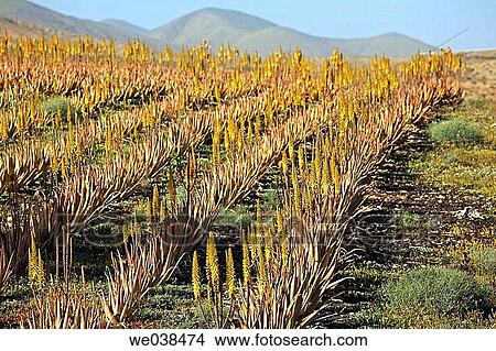 Plantation of Aloe vera, Tuineje, Fuerteventura, Canary Islands View Large Photo Image Picture - Plantation of Aloe vera, Tuineje, Fuerteventura, Canary Islands. Fotosearch
