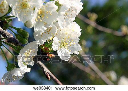 Plum tree flowers. View Large Photo Image Stock Image - Plum tree flowers.. Fotosearch