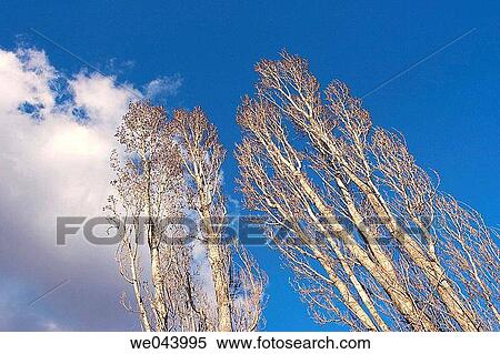 Poplar trees on a sunny day in early Spring. View Large Photo Image Stock Photography - Poplar trees on a sunny day in early Spring.. Fotosearch