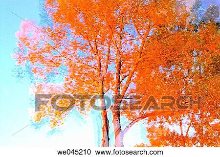 Poplars View Large Photo Image Stock Image - Poplars. Fotosearch