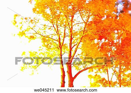 Poplars View Large Photo Image Stock Image - Poplars. Fotosearch