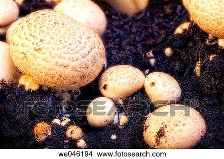 Portabella mushrooms. Agaricus bisporus, portabella. January 2005, Maryland, USA View Large Photo Image Picture - Portabella mushrooms. Agaricus bisporus, portabella. January 2005, Maryland, USA. Fotosearch