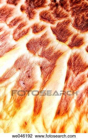 Stock Image - Portabella mushrooms. Agaricus bisporus, portabella. January 2005, Maryland, USA. Fotosearch