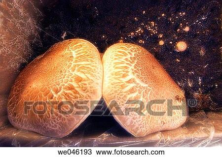 Portabella mushrooms. Agaricus bisporus, portabella. January 2005, Maryland, USA View Large Photo Image Stock Image - Portabella mushrooms. Agaricus bisporus, portabella. January 2005, Maryland, USA. Fotosearch