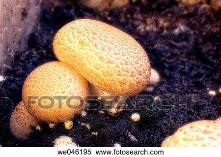 Portabella mushrooms. Agaricus bisporus, portabella. January 2005, Maryland, USA View Large Photo Image Stock Photography - Portabella mushrooms. Agaricus bisporus, portabella. January 2005, Maryland, USA. Fotosearch