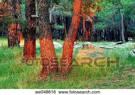 Protected area Pinares de Rodeno. Albarracin mountain range in Teruel province. Aragon, Spain View Large Photo Image Stock Photograph - Protected area Pinares de Rodeno. Albarracin mountain range in Teruel province. Aragon, Spain. Fotosearch