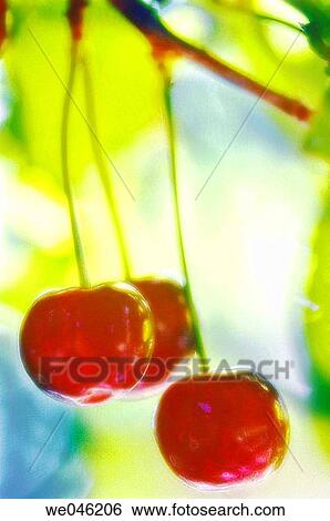 Prunus avium. July 2005, Maryland, USA View Large Photo Image Stock Photograph - Prunus avium. July 2005, Maryland, USA. Fotosearch