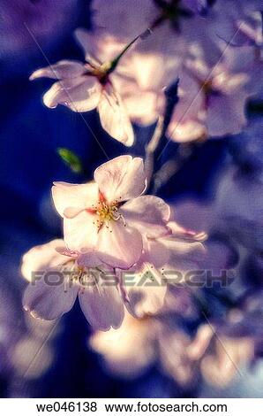 Prunus serrulata, cherry. April 2006, Maryland, USA View Large Photo Image Stock Photo - Prunus serrulata, cherry. April 2006, Maryland, USA. Fotosearch