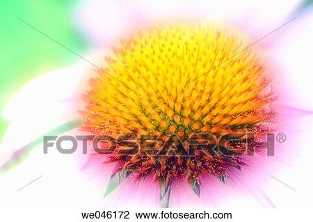 Purple Coneflower Close-up. Echinacea hybrid. June 2004, Maryland, USA View Large Photo Image Stock Image - Purple Coneflower Close-up. Echinacea hybrid. June 2004, Maryland, USA. Fotosearch