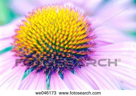 Purple Coneflower Close-up. Echinacea hybrid. June 2004, Maryland, USA View Large Photo Image Stock Image - Purple Coneflower Close-up. Echinacea hybrid. June 2004, Maryland, USA. Fotosearch