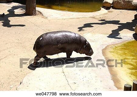 Pygmy Hippopotamuses (Hexaprotodon liberiensis). Zoo. Barcelona, Catalonia, Spain View Large Photo Image Stock Photo - Pygmy Hippopotamuses (Hexaprotodon liberiensis). Zoo. Barcelona, Catalonia, Spain. Fotosearch