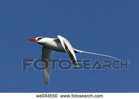 Stock Image - Red-billed Tropicbird (Phaethon aethereus) in flight over Isla San Pedro Martir in the Gulf of California (Sea of Cortez), Mexico.. Fotosearch