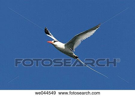 Red-billed Tropicbird (Phaethon aethereus) in flight over Isla San Pedro Martir in the Gulf of California (Sea of Cortez), Mexico. View Large Photo Image Stock Photo - Red-billed Tropicbird (Phaethon aethereus) in flight over Isla San Pedro Martir in the Gulf of California (Sea of Cortez), Mexico.. Fotosearch