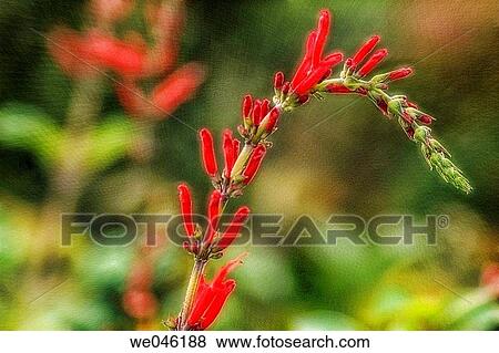 Red Sage. Salvia coccinea? Lady in Red?. August 2004, Maryland, USA View Large Photo Image Stock Photo - Red Sage. Salvia coccinea? Lady in Red?. August 2004, Maryland, USA. Fotosearch