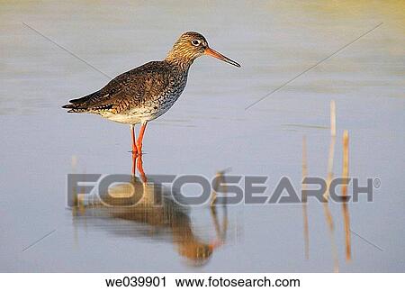 Stock Image - Redshanks (Tringa totanus). Fotosearch