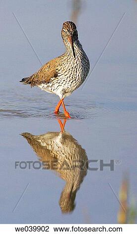 Redshanks (Tringa totanus) View Large Photo Image Stock Image - Redshanks (Tringa totanus). Fotosearch