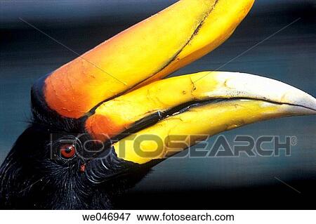Rhinocerus Hornbill (Buceros Rhinocerus) - captive View Large Photo Image Stock Photo - Rhinocerus Hornbill (Buceros Rhinocerus) - captive. Fotosearch