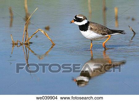 Ringed Plover (Charadrius hiaticula) View Large Photo Image Picture - Ringed Plover (Charadrius hiaticula). Fotosearch