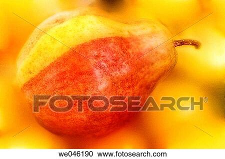 Stock Image - Ripe Pear. Pyrus communis. October 2004, Maryland, USA. Fotosearch