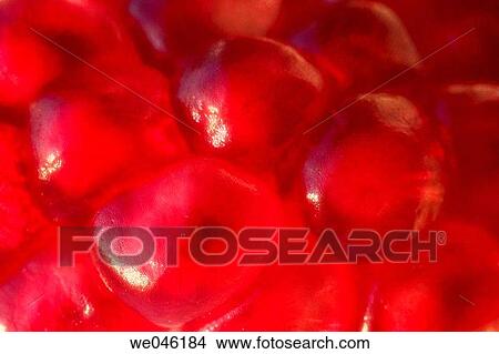Ripe Pomegranate. Punica granatum. September 2004, Maryland, USA View Large Photo Image Picture - Ripe Pomegranate. Punica granatum. September 2004, Maryland, USA. Fotosearch