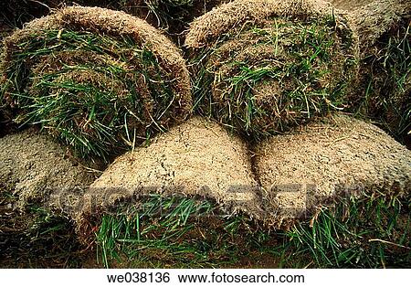 Rolls of sod. Turf stacked up for use in domestic landscaping. View Large Photo Image Stock Photograph - Rolls of sod. Turf stacked up for use in domestic landscaping.. Fotosearch
