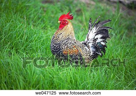 Stock Photography - Rooster. Fotosearch