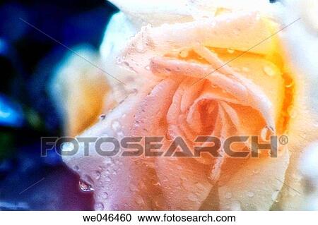 Rosa hybrid, June 2004. Maryland, USA View Large Photo Image Stock Image - Rosa hybrid, June 2004. Maryland, USA. Fotosearch