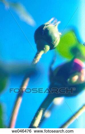 Rose buds, blue sky. Rosa hybrid, May 2006. Maryland, USA View Large Photo Image Stock Photograph - Rose buds, blue sky. Rosa hybrid, May 2006. Maryland, USA. Fotosearch
