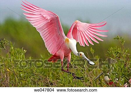 Roseate Spoonbill (Ajaia ajaja). View Large Photo Image Picture - Roseate Spoonbill (Ajaia ajaja).. Fotosearch