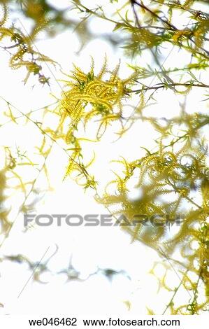 Salix, April 2004. Maryland, USA View Large Photo Image Stock Image - Salix, April 2004. Maryland, USA. Fotosearch